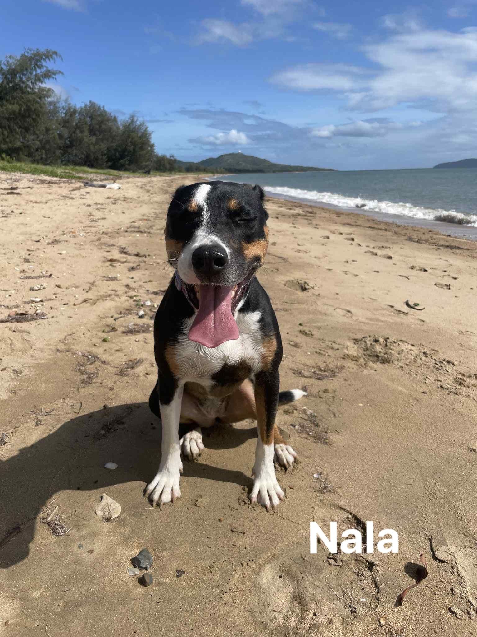 Nala Nala